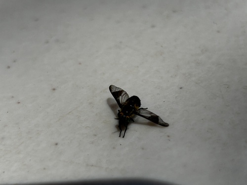 iNaturalist observation photo of Deer Flies