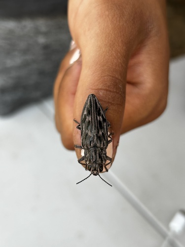 iNaturalist observation photo of Western Sculptured Pine Borer