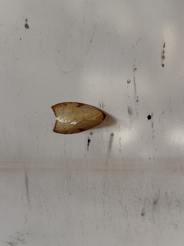 iNaturalist observation photo of Western Avocado Leafroller Moth