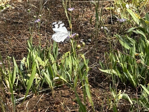 iNaturalist observation photo of Pine White