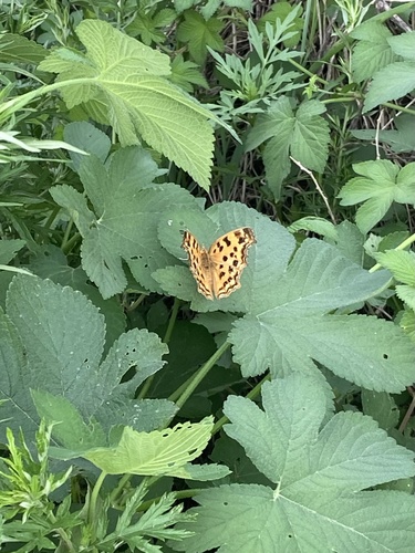 Asian Comma