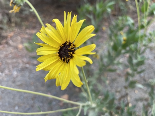 iNaturalist observation photo of California brittlebush