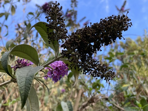 iNaturalist observation photo of Butterfly bush