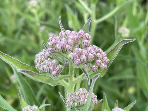 iNaturalist observation photo of marsh fleabane