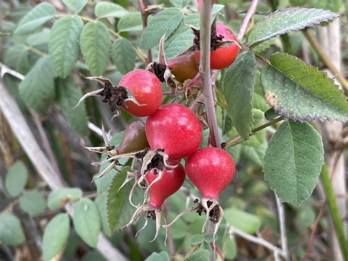 iNaturalist observation photo of California Wild Rose