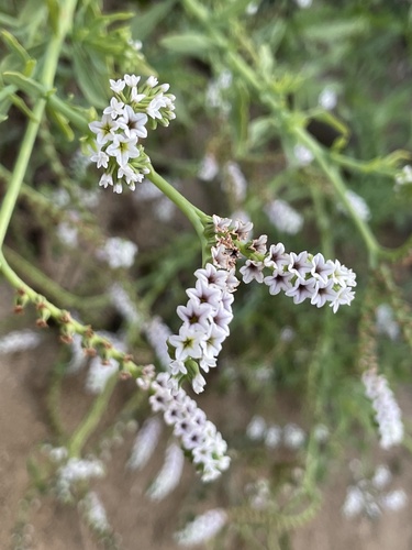 iNaturalist observation photo of alkali heliotrope