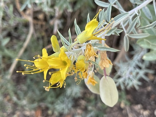 iNaturalist observation photo of Bladderpod