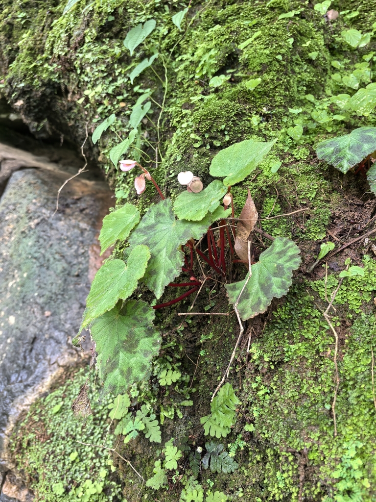 Begonia henryi (Begonia henryi)