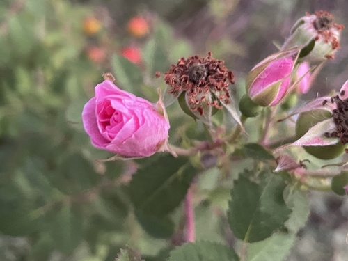 iNaturalist observation photo of California Wild Rose