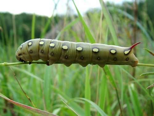 Bedstraw Hawkmoth
