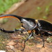 Central American Hercules Beetle - Photo (c) Jeisson Figueroa Sandi, all rights reserved, uploaded by Jeisson Figueroa Sandi
