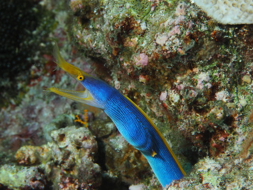 Ribbon Eel — seen at this dive site