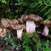 Gyromitra californica - Photo (c) Shannon Adams, all rights reserved, uploaded by Shannon Adams