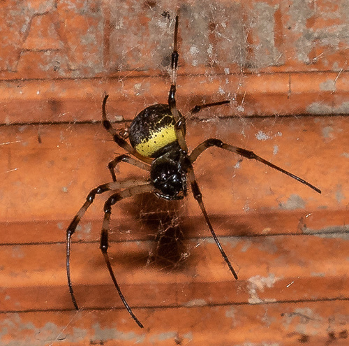 African Hermit Spider