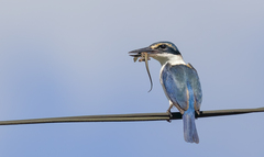 Pacific Kingfisher