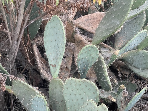 iNaturalist observation photo of Coastal Pricklypear