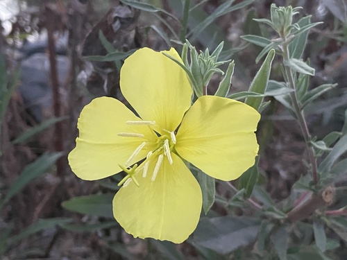 iNaturalist observation photo of tall evening primrose