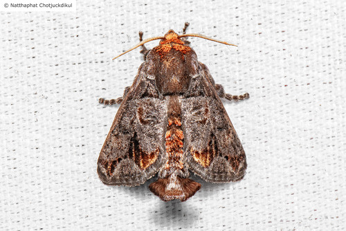 Iragoides