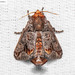 Phlossa conjuncta - Photo (c) Natthaphat Chotjuckdikul, todos los derechos reservados, subido por Natthaphat Chotjuckdikul