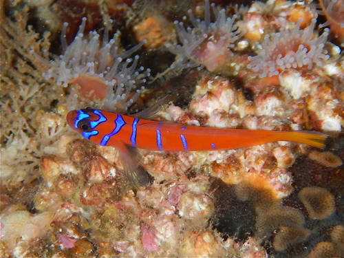 Blue-banded Goby