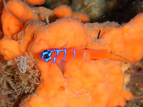 Blue-banded Goby