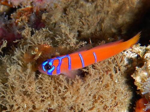 Blue-banded Goby
