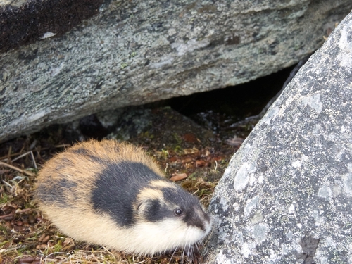 Norway Brown Lemming
