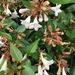 Glossy Abelia - Photo (c) Annie Morton, all rights reserved, uploaded by Annie Morton