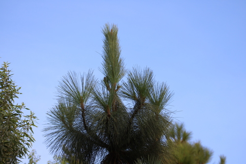 iNaturalist observation photo of Canary Island pine