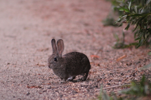 iNaturalist observation photo of Brush Rabbit