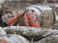 Caribbean Land Hermit Crab