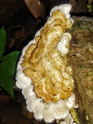 Auricularia brasiliana
