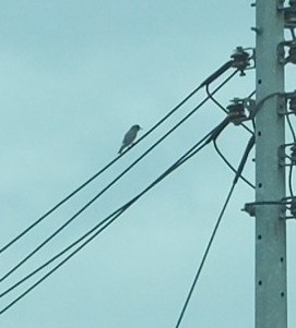 White-breasted Woodswallow