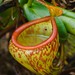 Nepenthes pitopangii - Photo (c) Chien Lee, all rights reserved, uploaded by Chien Lee