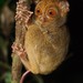 Bornean Tarsier - Photo (c) Chien Lee, all rights reserved, uploaded by Chien Lee