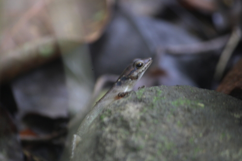 Lesser Sunda Dark-throated Skink — seen at this dive site