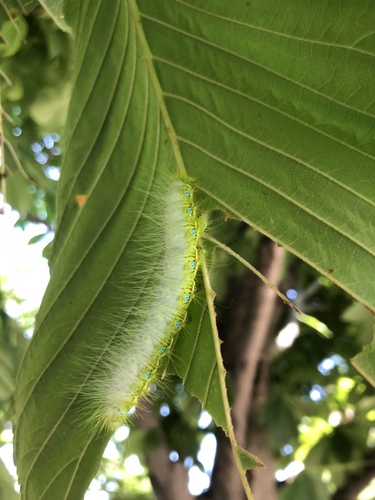 Rinaca japonica