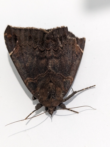 Pindara prisca