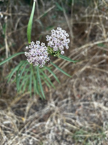 iNaturalist observation photo of narrowleaf milkweed