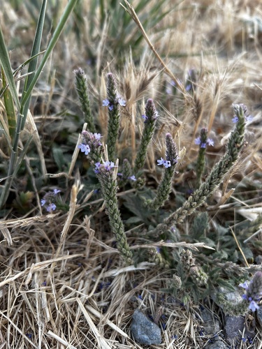iNaturalist observation photo of western vervain