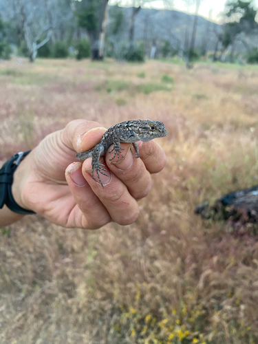 iNaturalist observation photo of Western Fence Lizard