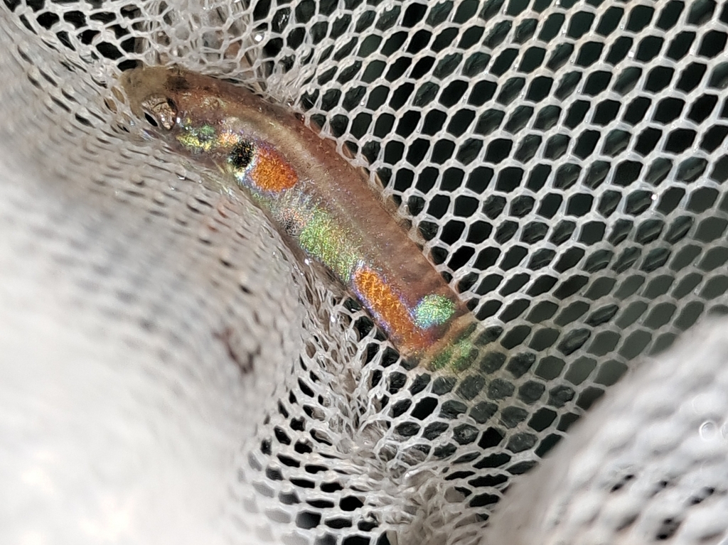 Guppy in August 2024 by Bhuvan Raj K. Invasive · iNaturalist