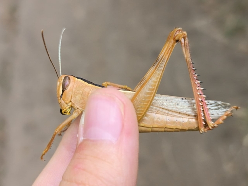 Heteracris pterosticha