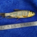 Opsariichthys kaopingensis - Photo (c) AWu Wang, todos los derechos reservados, subido por AWu Wang