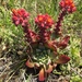 Palmer's Dudleya - Photo (c) David A. Krause, all rights reserved, uploaded by David A. Krause