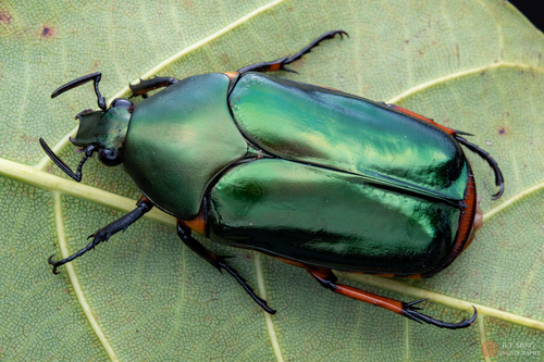 Agestrata orichalca (Linnaeus, 1769)