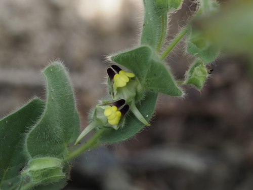 Kickxia spuria