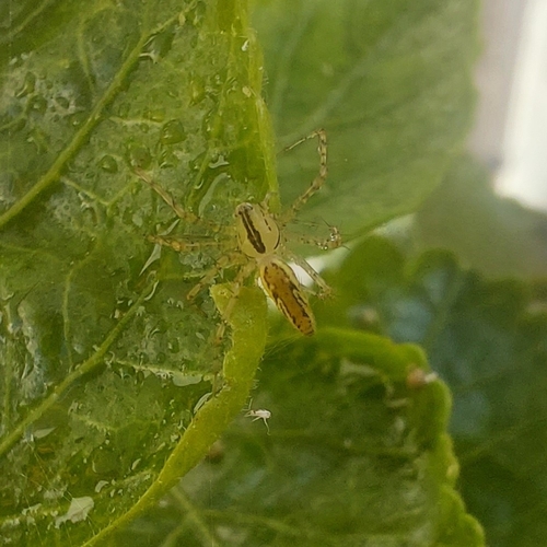 Peucetia rubrolineata