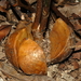 Idiospermum australiense - Photo (c) David Tng, todos los derechos reservados
