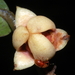 Haplostichanthus ramiflorus - Photo (c) David Tng, todos los derechos reservados